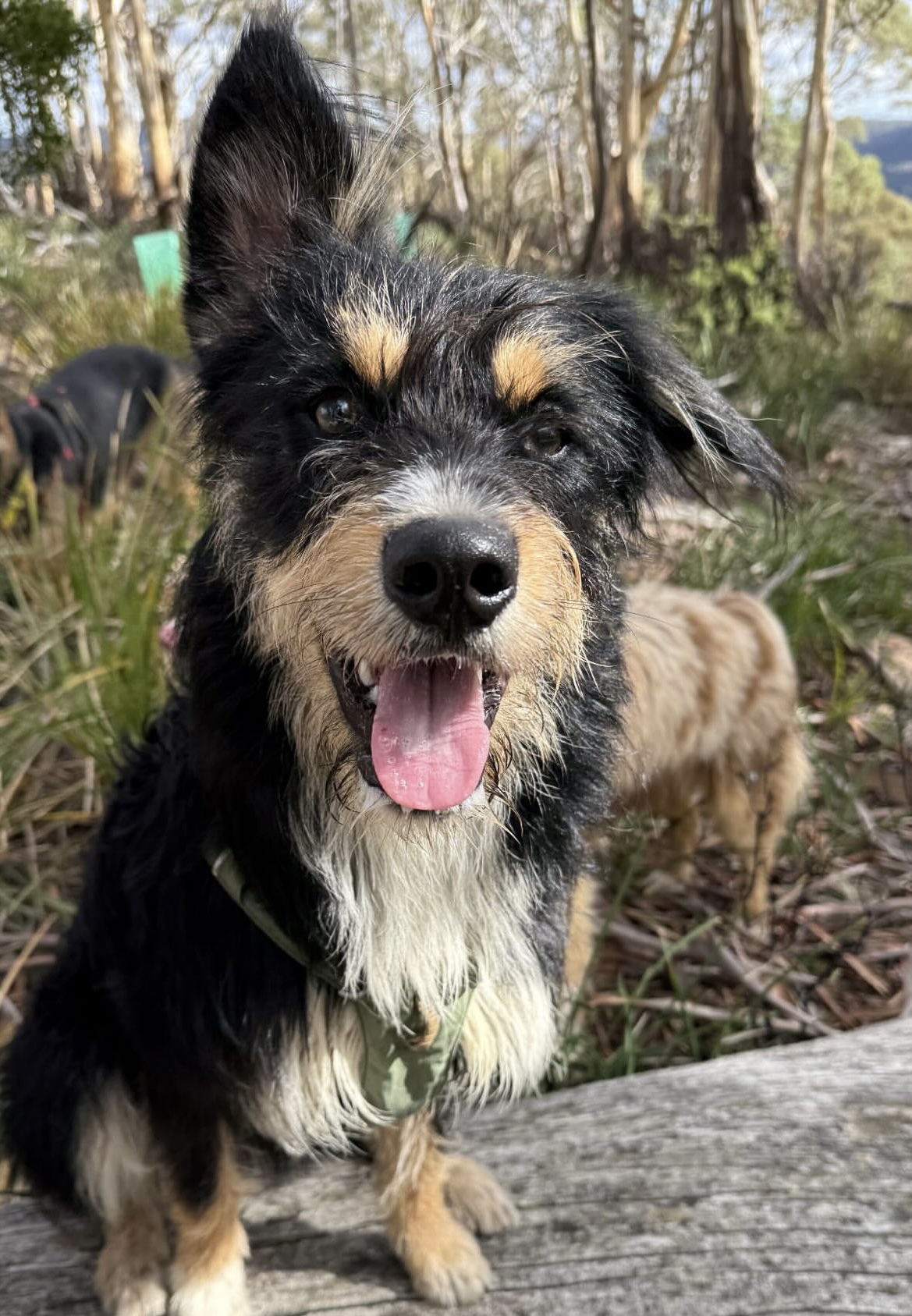Griff