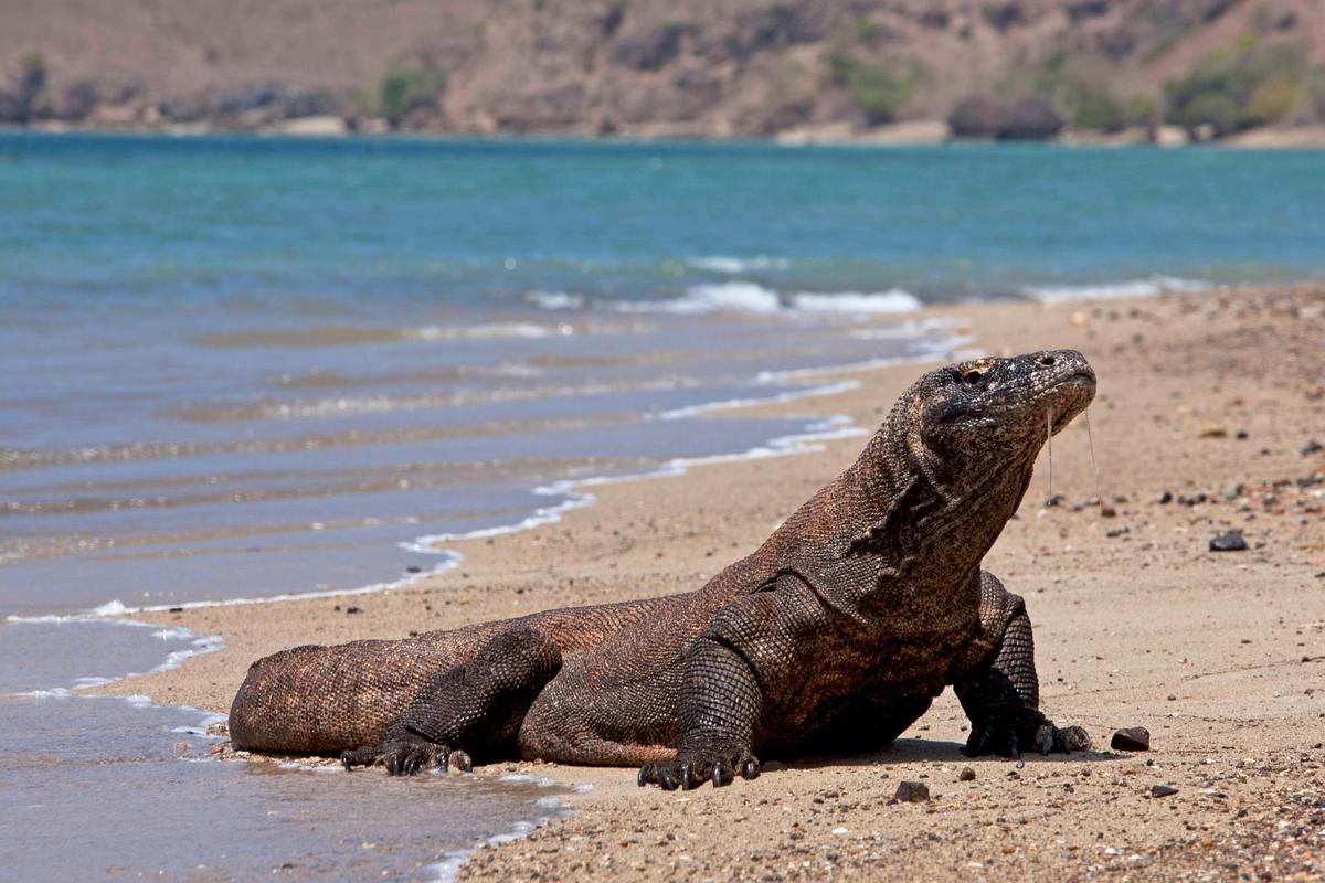 Komodo island coastline and turquoise waters, Indonesia